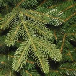 Christmas Trees><noscript><img width=