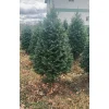 Christmas Trees>Kirklands Home 4 ft. Fresh Cut Balsam Fir Christmas Tree