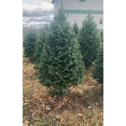 Christmas Trees>Kirklands Home 4 ft. Fresh Cut Balsam Fir Christmas Tree