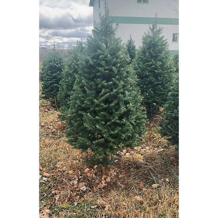 Christmas Trees>Kirklands Home 4 ft. Fresh Cut Balsam Fir Christmas Tree