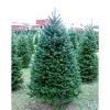 Christmas Trees>Kirklands Home 6 ft. Fresh Cut Balsam Fir Christmas Tree