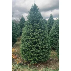 Christmas Trees>Kirklands Home 7 ft. Fresh Cut Balsam Fir Christmas Tree
