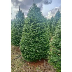 Christmas Trees>Kirklands Home 7 ft. Fresh Cut Balsam-Fraser Fir Christmas Tree
