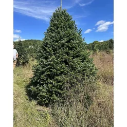Christmas Trees>Kirklands Home 7 ft. Fresh Cut Canadian Fraser Fir Christmas Tree