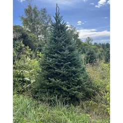 Christmas Trees>Kirklands Home 6 ft. Fresh Cut Canadian Fraser Fir Christmas Tree