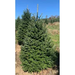 Christmas Trees>Kirklands Home 6 ft. Fresh Cut Fraser Fir Christmas Tree