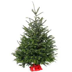 Christmas Trees>Kirklands Home 4 ft. Fresh Fraser Fir Christmas Tree with Stand