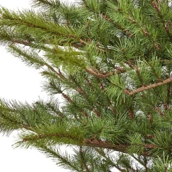 Christmas Trees><noscript><img width=