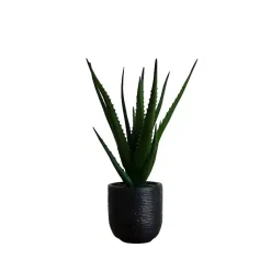 Arrangements & Greenery>Kirklands Home Agave Arrangement in Black Decorative Pot