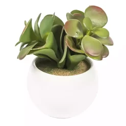 Arrangements & Greenery>Kirklands Home Assorted Succulents in White Planters, Set of 3