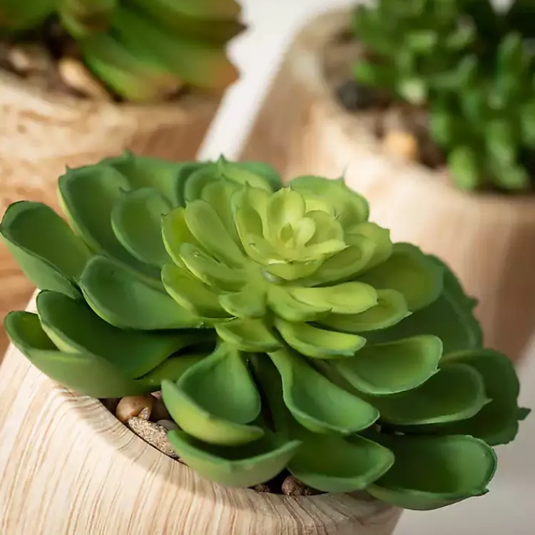Arrangements & Greenery>Kirklands Home Assorted Succulents in Wooden Pots, Set of 3