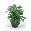 Trees & Topiaries>Kirklands Home Birdnest Palm Tree in Black Planter