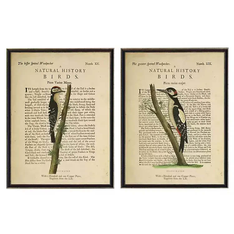 Kirklands Home Birds Diagram II Framed Art Prints, Set of 2 Ivory New