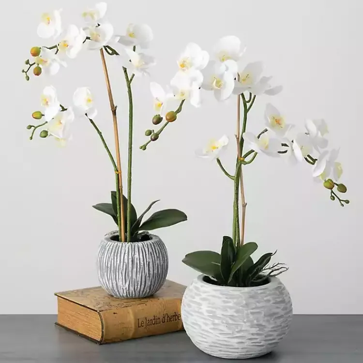 Arrangements & Greenery>Kirklands Home Blooming White Orchid Potted Floral Arrangement