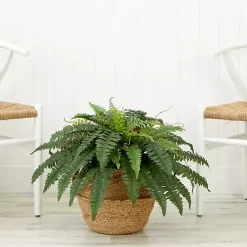 Arrangements & Greenery><noscript><img width=