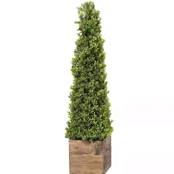 Trees & Topiaries>Kirklands Home Boxwood Obelisk in Wood Planter, 36 in.