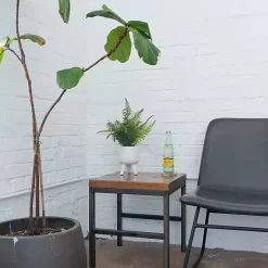 Arrangements & Greenery>Kirklands Home Desktop Palm Plant in White Planter
