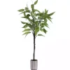 Trees & Topiaries>Kirklands Home Eucalyptus Tree in Stripped Pot
