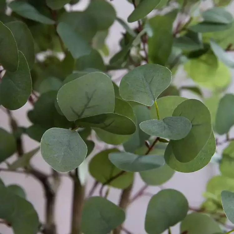 Trees & Topiaries>Kirklands Home Eucalyptus Tree in White Planter, 6 ft.