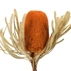 Stems & Bouquets>Kirklands Home Fall Dried Jumbo Banksia Stems, Set of 3 Orange