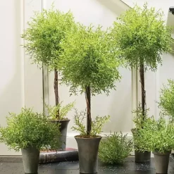 Trees & Topiaries>Kirklands Home Feather Fern Topiaries, Set of 3