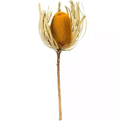 Stems & Bouquets>Kirklands Home Dried Jumbo Banksia Stems, Set of 3 Gold