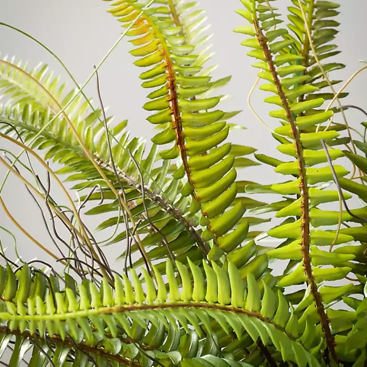 Trees & Topiaries>Kirklands Home Fern Plant in Black Pot Green