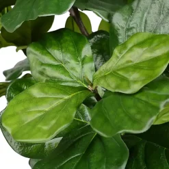 Trees & Topiaries>Kirklands Home Green Fiddle Leaf Tree in Distressed Pot