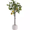 Trees & Topiaries>Kirklands Home Lemon Tree in White Pot
