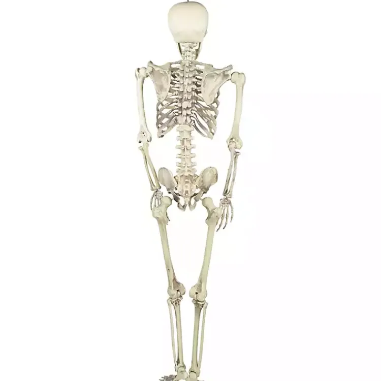 Halloween>Kirklands Home Life Size Outdoor Skeleton Decoration White