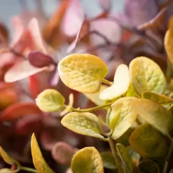 Stems & Bouquets>Kirklands Home color Eucalyptus Bouquets, Set of 3 Multi