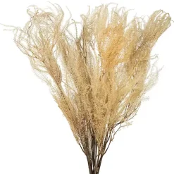 Stems & Bouquets>Kirklands Home Natural Bleached Andares Fern Stems, Set of 9 Ivory