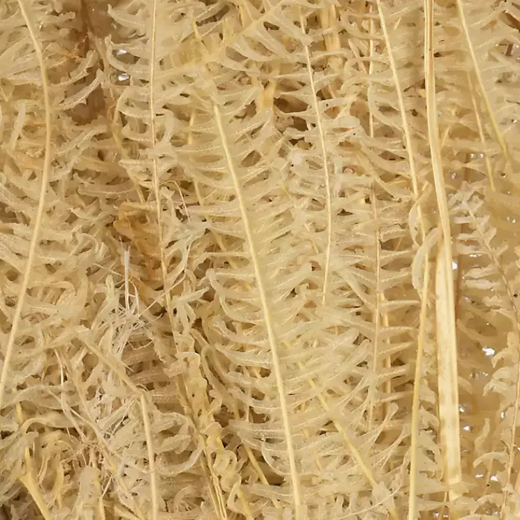 Stems & Bouquets>Kirklands Home Natural Bleached Andares Fern Stems, Set of 9 Ivory
