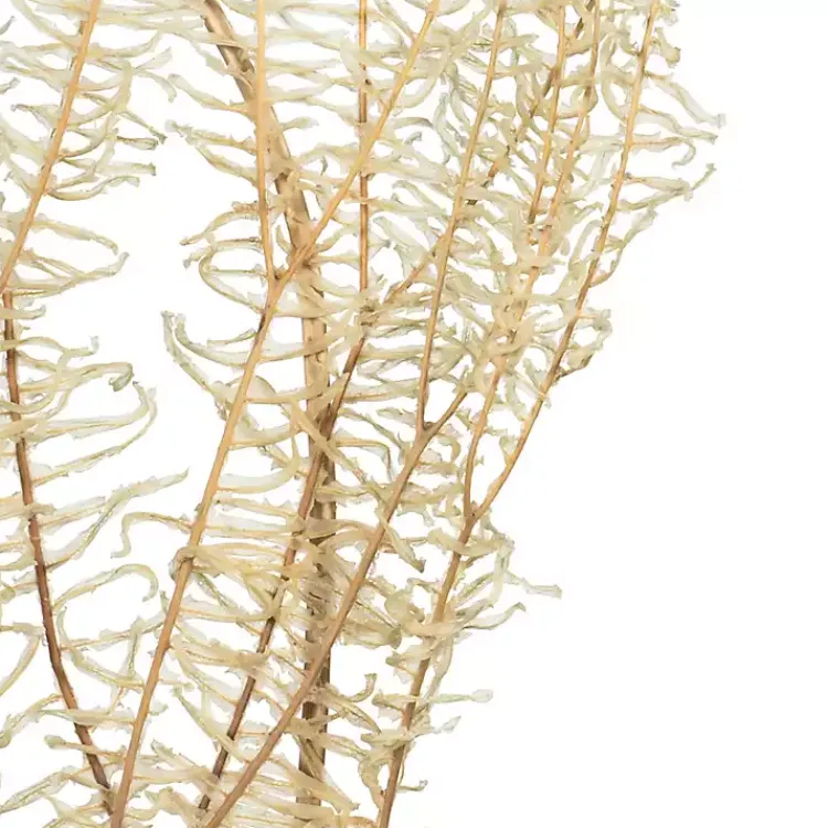 Stems & Bouquets>Kirklands Home Natural Bleached Andares Fern Stems, Set of 9 Ivory