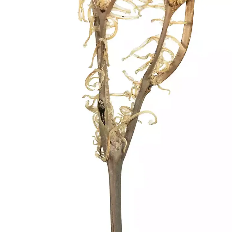 Stems & Bouquets>Kirklands Home Natural Bleached Andares Fern Stems, Set of 9 Ivory