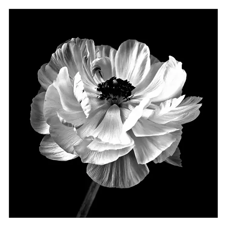Kirklands Home Noir Ranunculus Floral Giclee Canvas Art Print Discount