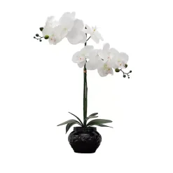 Arrangements & Greenery>Kirklands Home Orchid Arrangement in Floral Planter Black