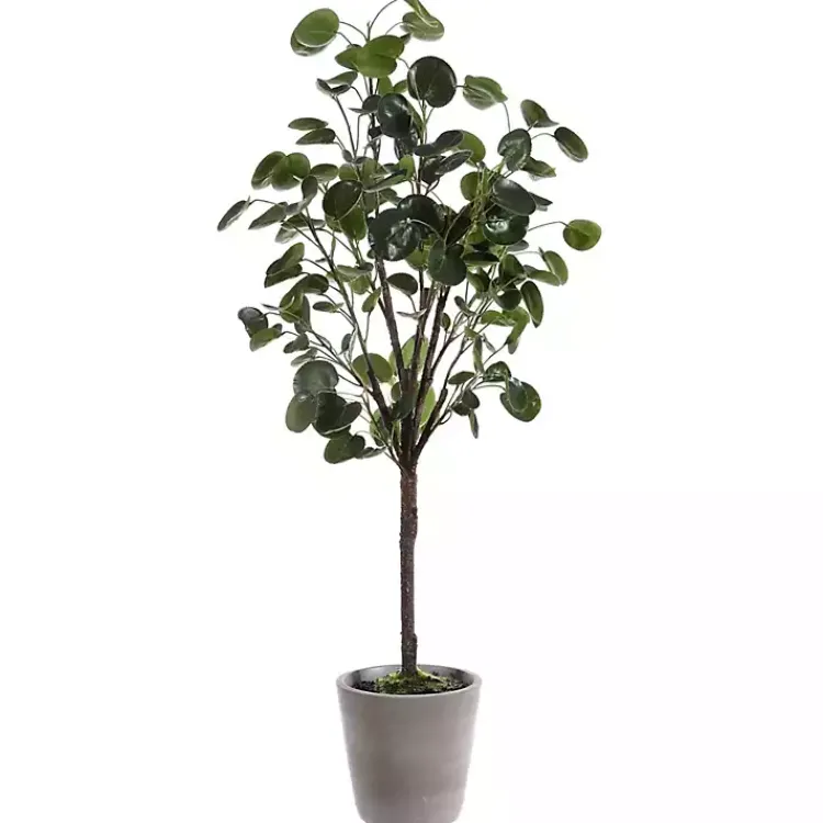 Trees & Topiaries>Kirklands Home Polyscias Fruiticosa in White Pot