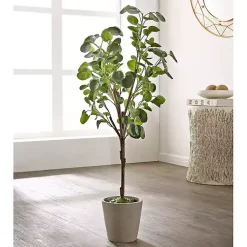 Trees & Topiaries>Kirklands Home Polyscias Fruiticosa in White Pot
