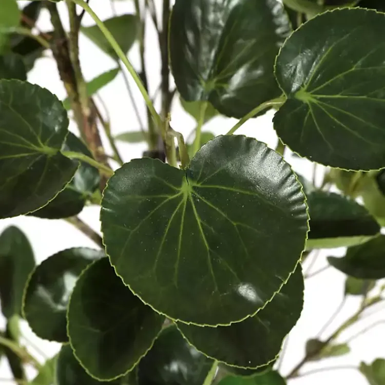 Trees & Topiaries>Kirklands Home Polyscias Fruiticosa in White Pot