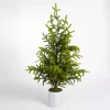 Christmas Trees>Kirklands Home Potted Norway Spruce Christmas Tree, 60 in.