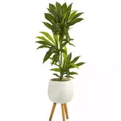 Trees & Topiaries>Kirklands Home Real Touch Dracaena in Mossy Tripod Planter