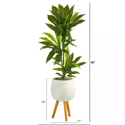 Trees & Topiaries>Kirklands Home Real Touch Dracaena in Mossy Tripod Planter