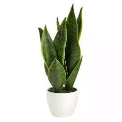 Arrangements & Greenery>Kirklands Home Sansevieria Arrangement in White Planter