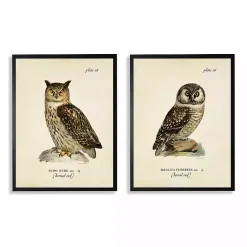 Kirklands Home Sitting Owls Black Framed Art Prints, Set of 2 Brown Sale
