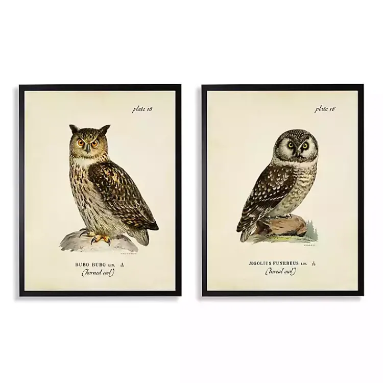 Kirklands Home Sitting Owls Black Framed Art Prints, Set of 2 Brown Sale