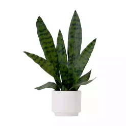 Arrangements & Greenery>Kirklands Home Snake Plant Arrangement in White Planter