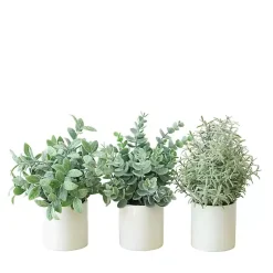 Arrangements & Greenery>Kirklands Home Succulent Arrangements in Ceramic Pots, Set of 3