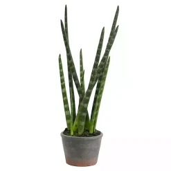 Arrangements & Greenery>Kirklands Home Tiger Tail Succulent in Distressed Planter Green