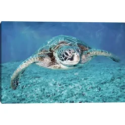 Kirklands Home Vibrant Sea Turtle Canvas Art Print Best